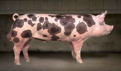 Norsvin Duroc