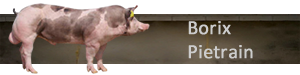 Borix Pietrain