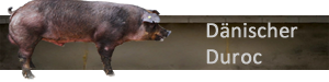 Dänischer Duroc