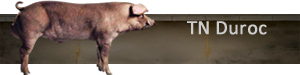 TN Duroc